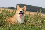 CORGI PEMBROKE 294